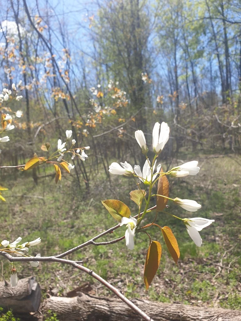 Amelanchier Laevis