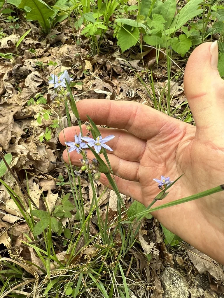 Sisyrinchium Campestre