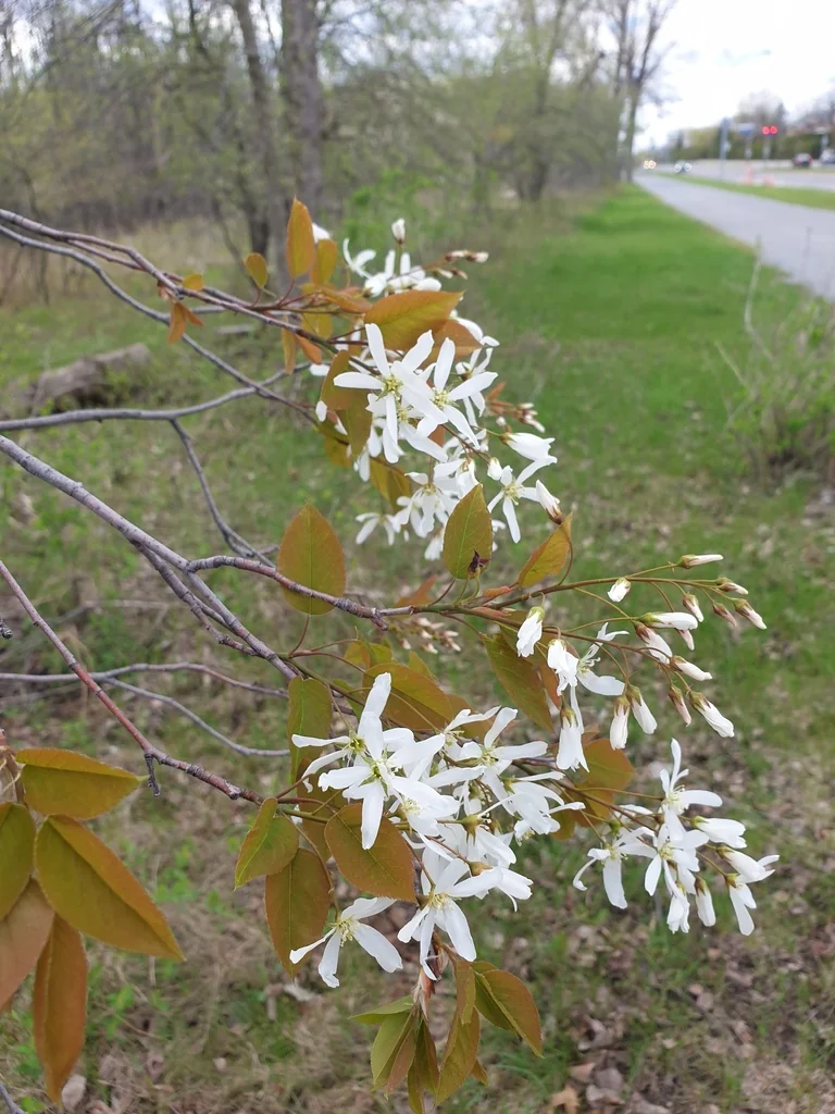 Amelanchier Laevis
