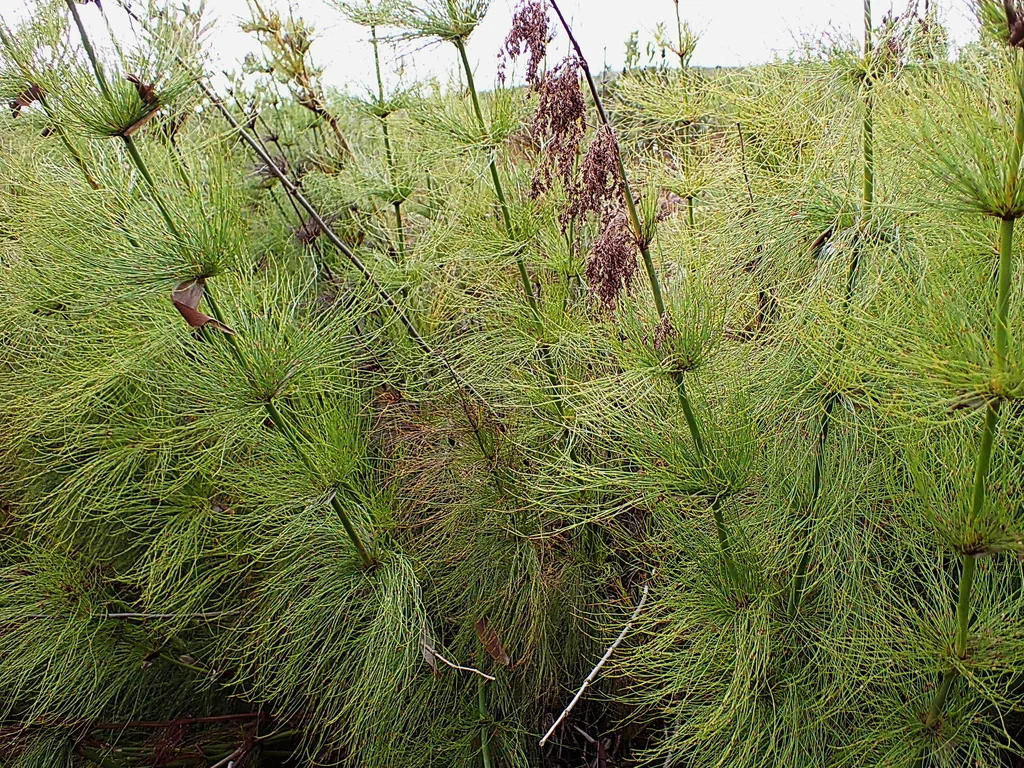 Elegia Capensis