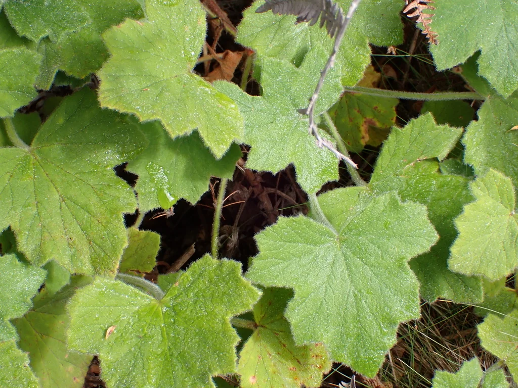 Pelargonium Tomentosum
