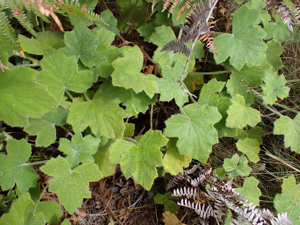Pelargonium Tomentosum