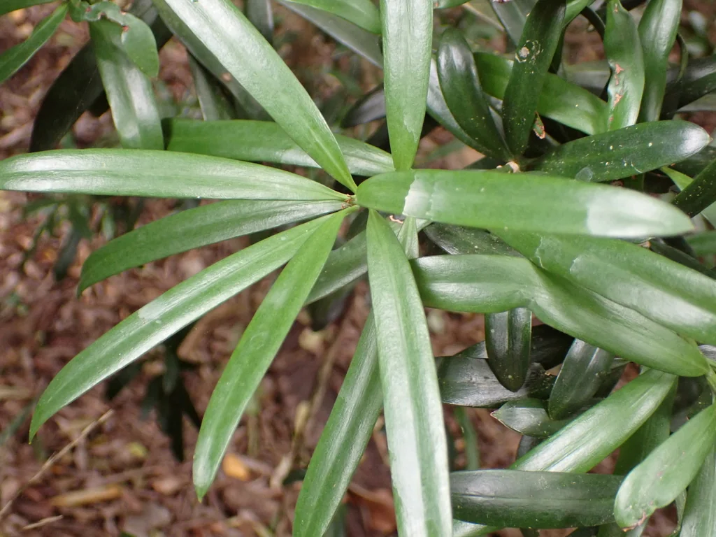 Podocarpus Latifolius