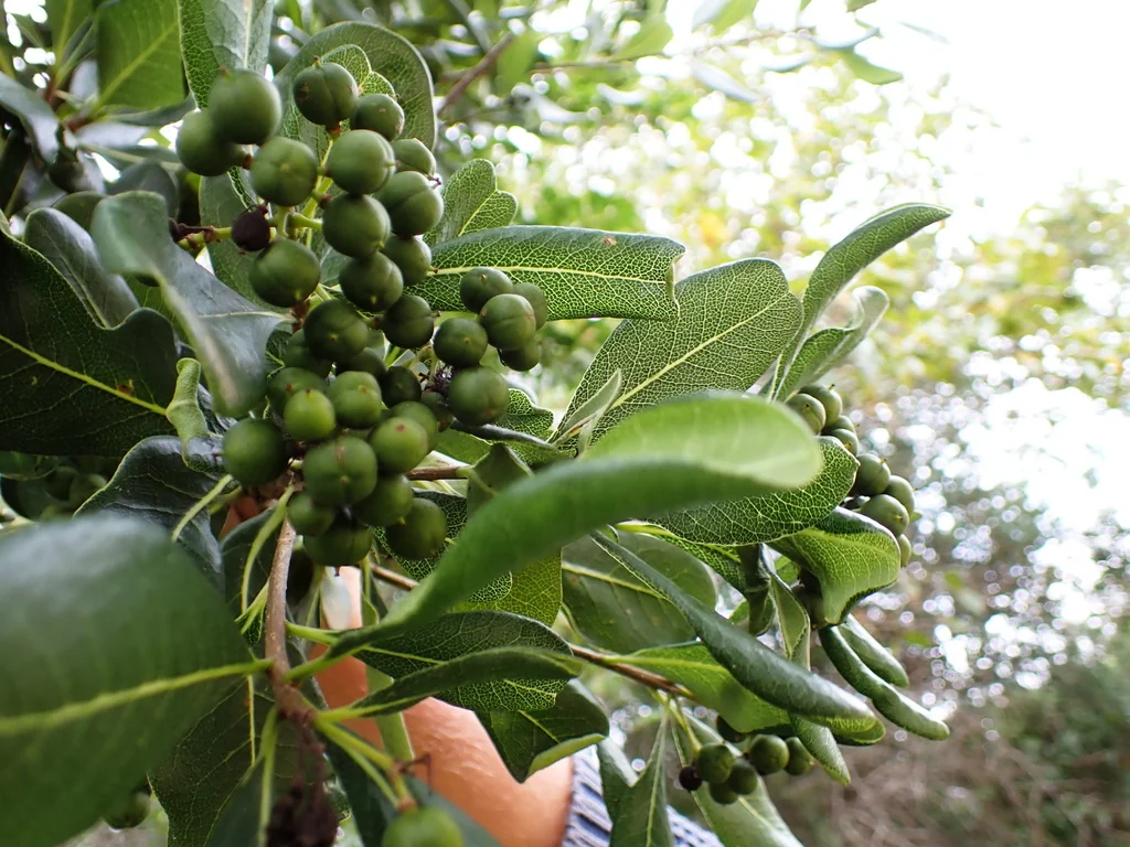 Pittosporum Viridiflorum
