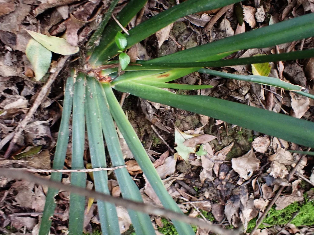 Dietes Iridioides