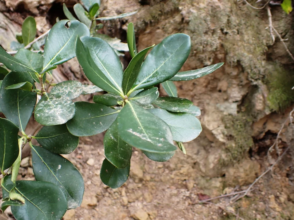Pittosporum Viridiflorum