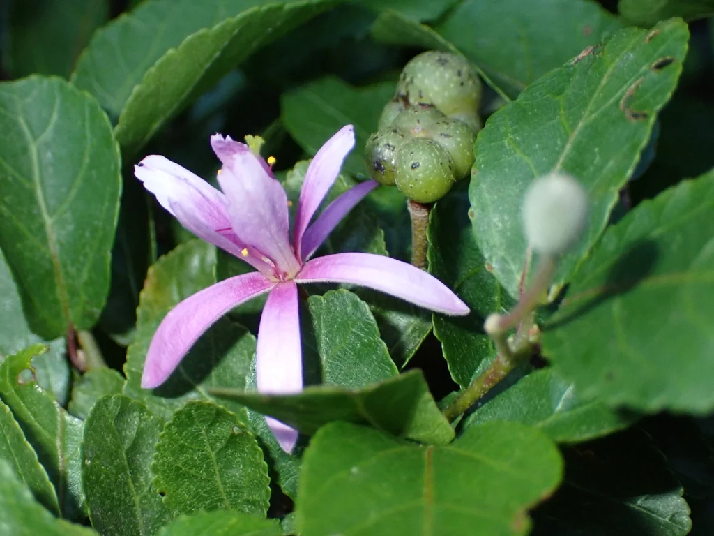 Grewia Occidentalis