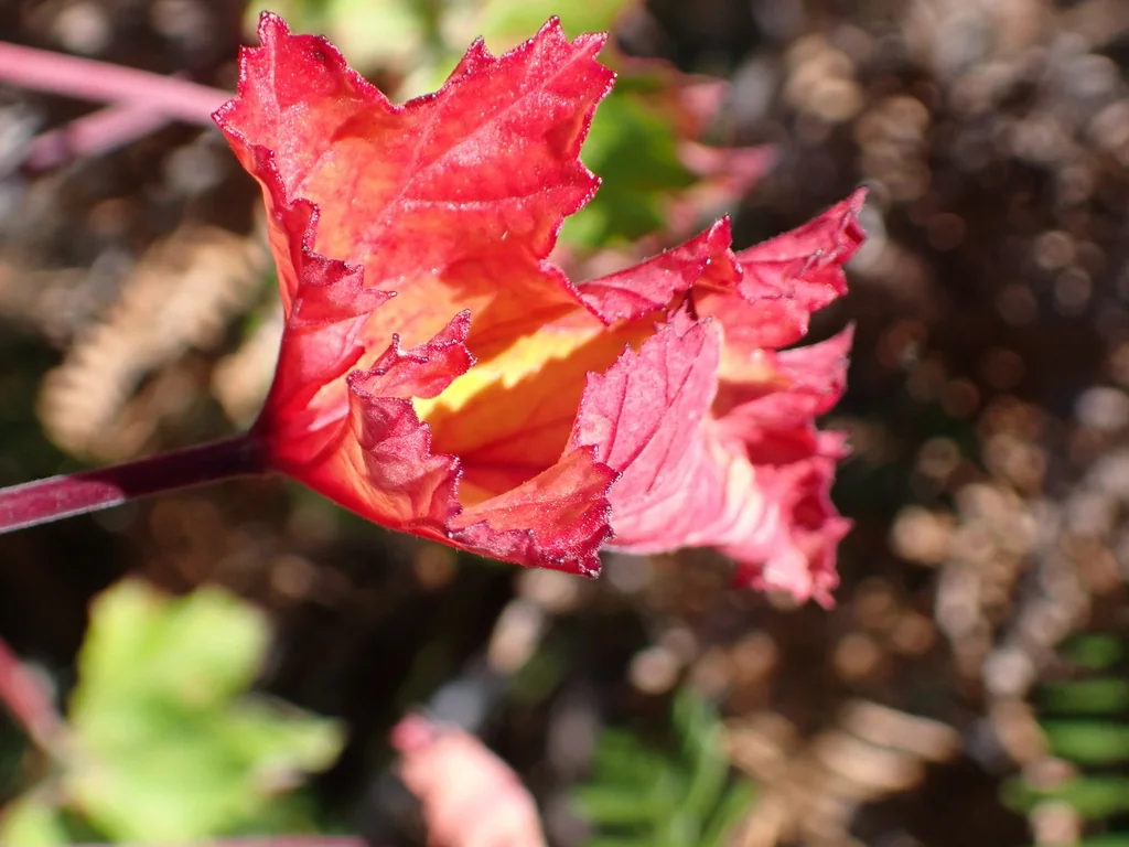 Pelargonium Cordifolium