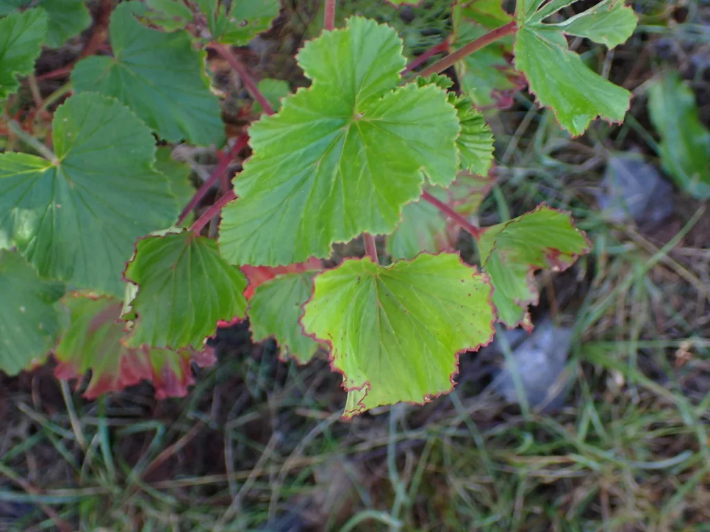 Pelargonium Cordifolium