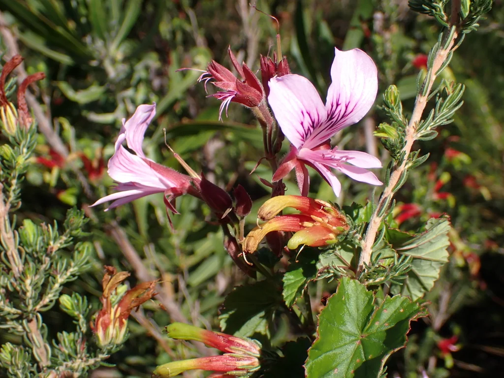 Pelargonium Cordifolium