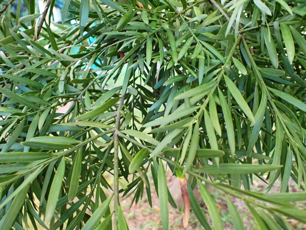 Afrocarpus Falcatus