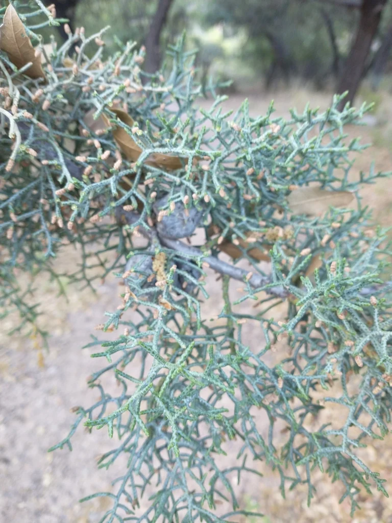 Cupressus Arizonica