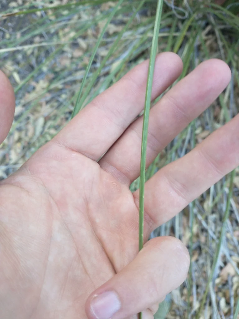 Nolina microcarpa