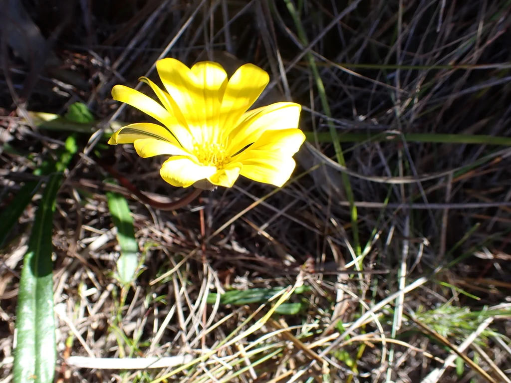 Gazania Krebsiana