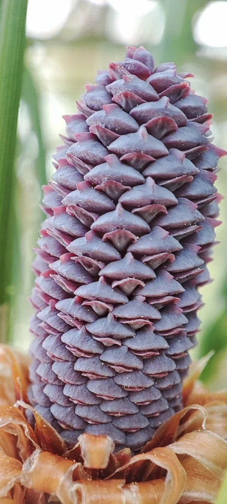 Pinus Canariensis