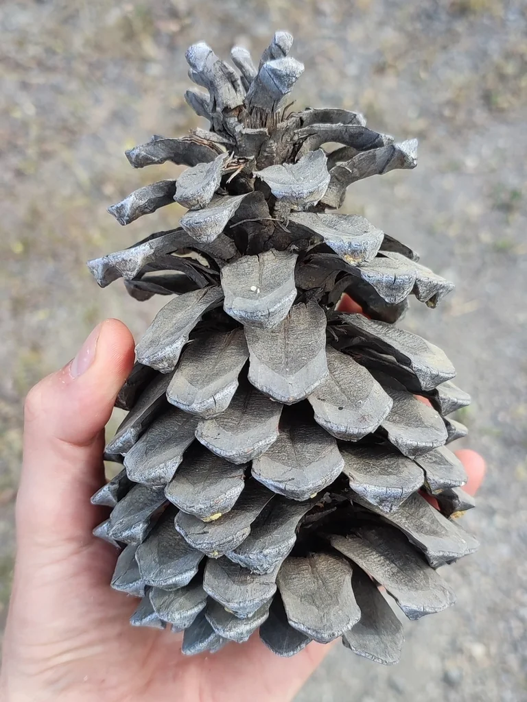 Pinus Canariensis