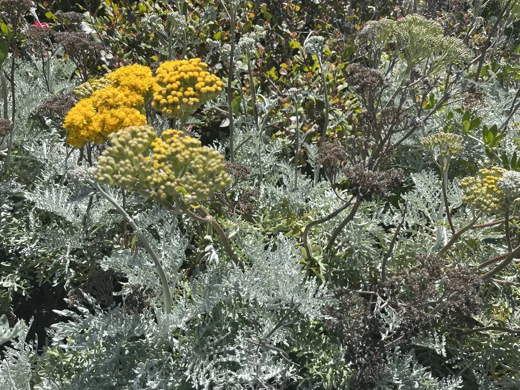 Constancea Nevinii