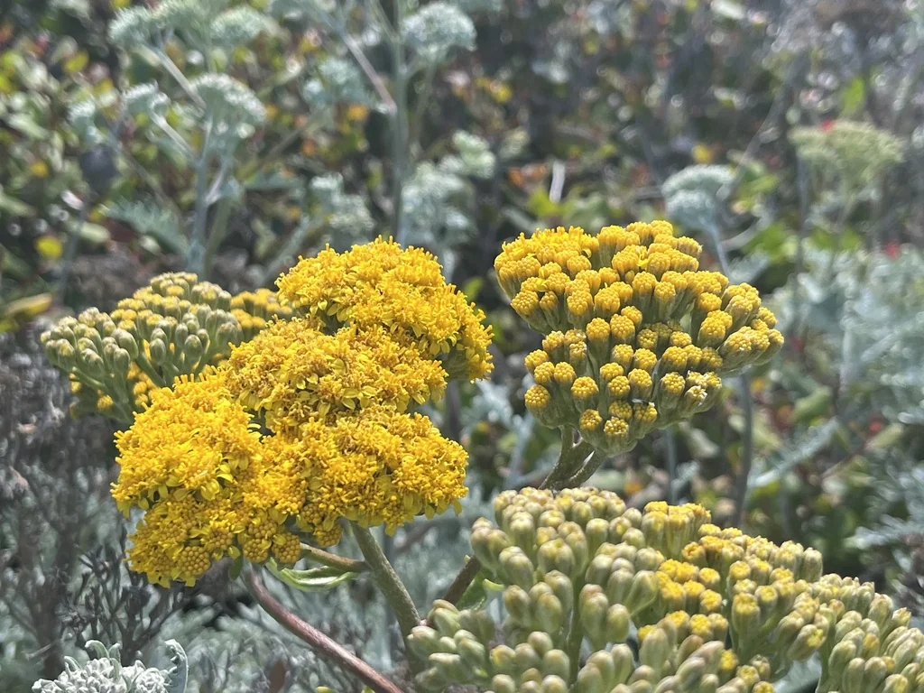 Constancea Nevinii