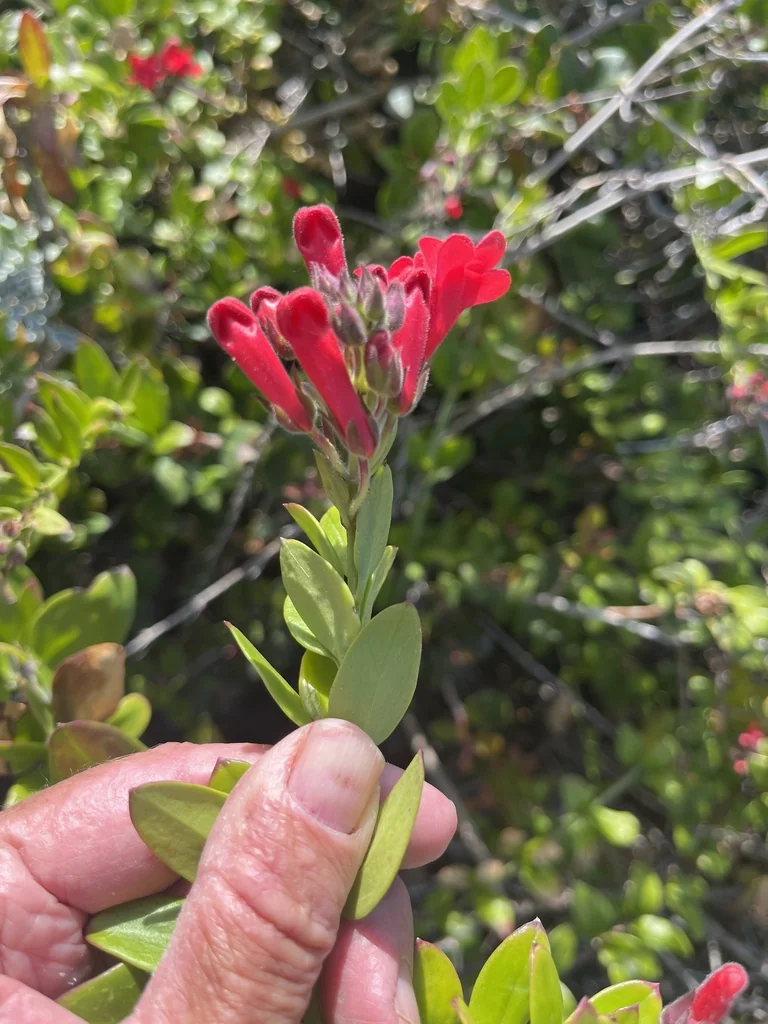 Gambelia Speciosa