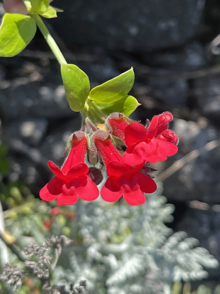 Gambelia Speciosa