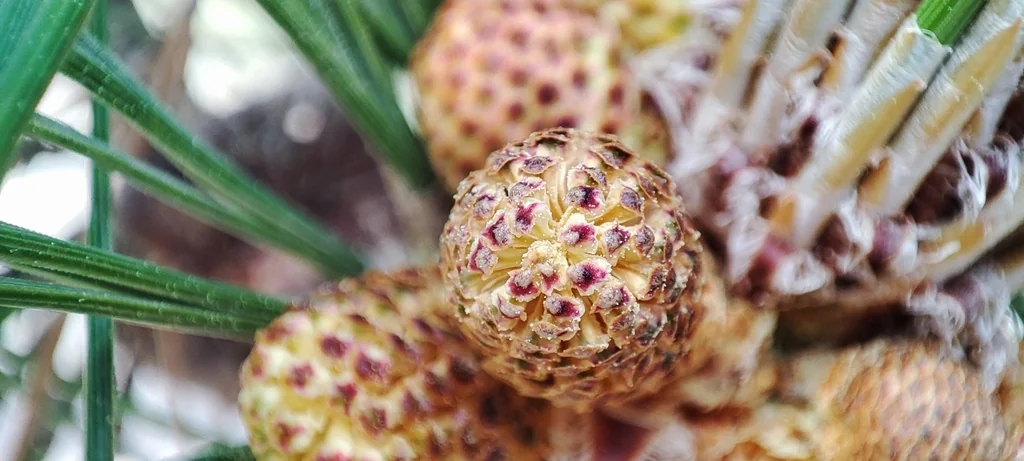 Pinus Canariensis