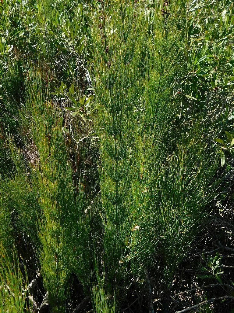 Elegia Capensis