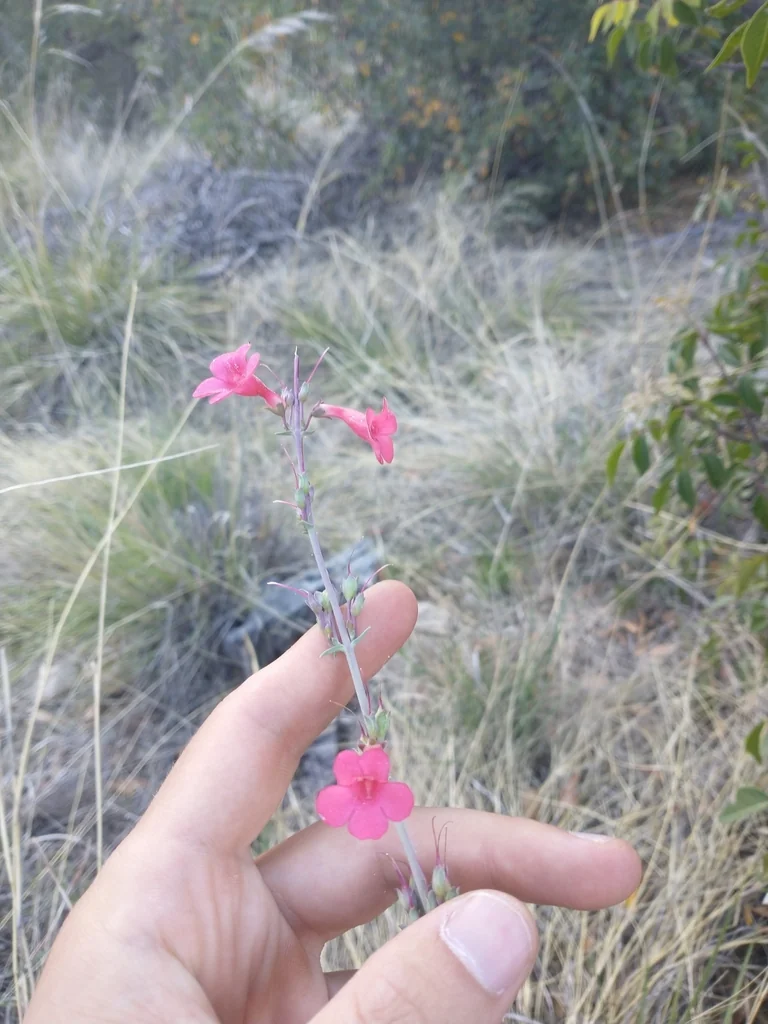 Penstemon Superbus