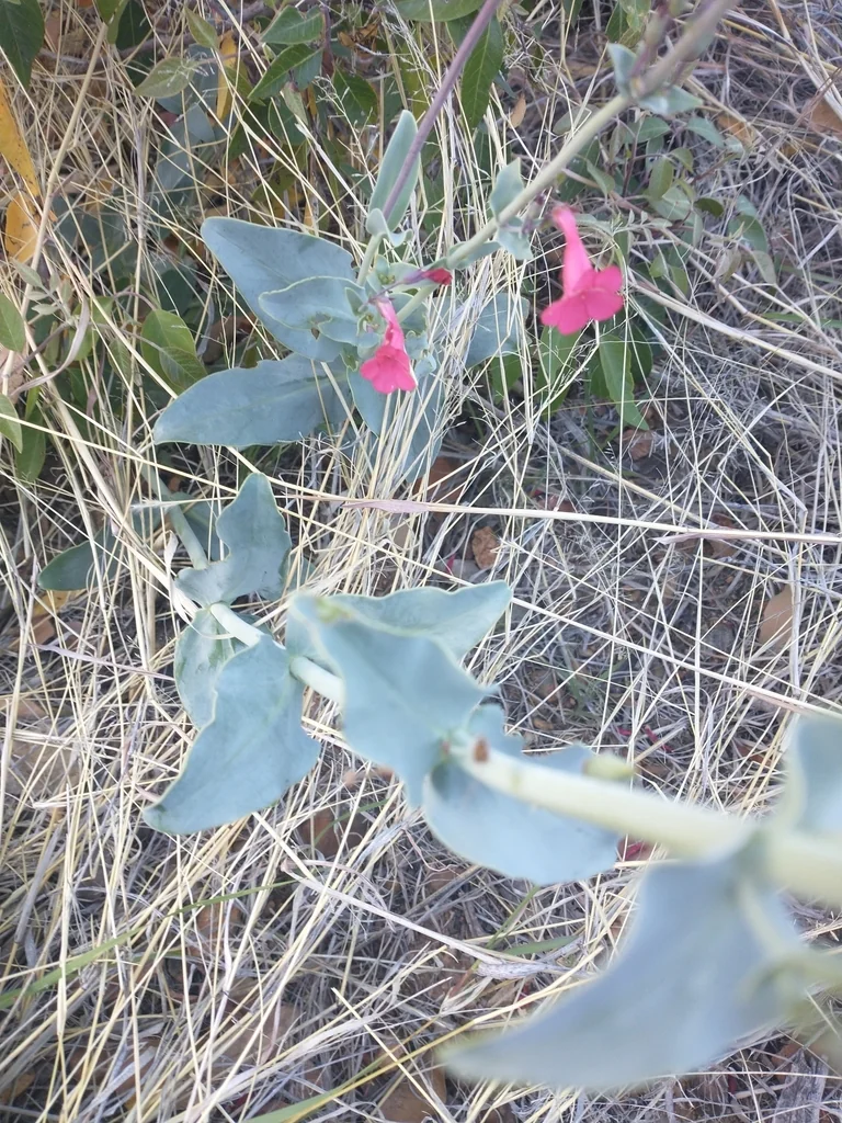 Penstemon Superbus