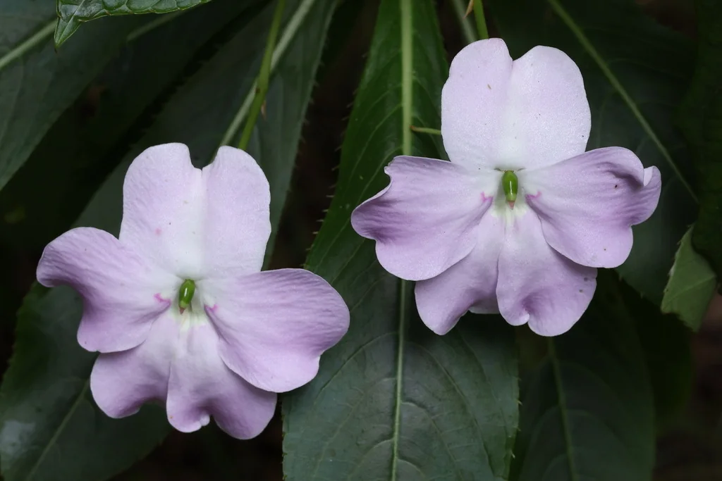 Impatiens Sodenii