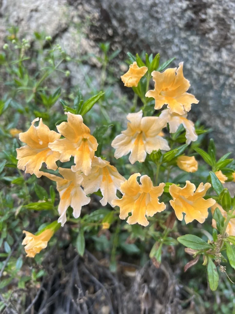 Diplacus Grandiflorus
