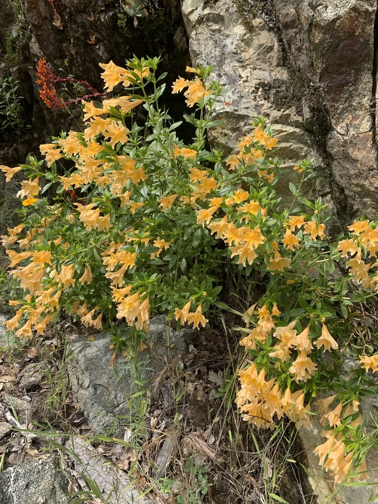 Diplacus Grandiflorus