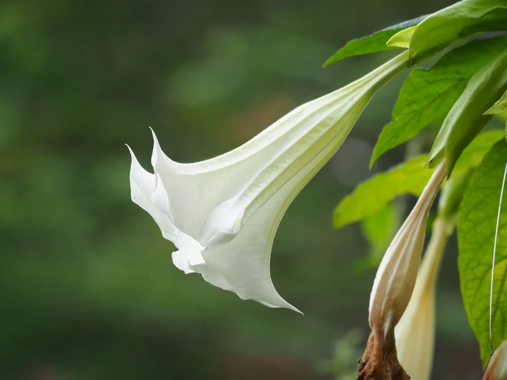 Brugmansia Suaveolens