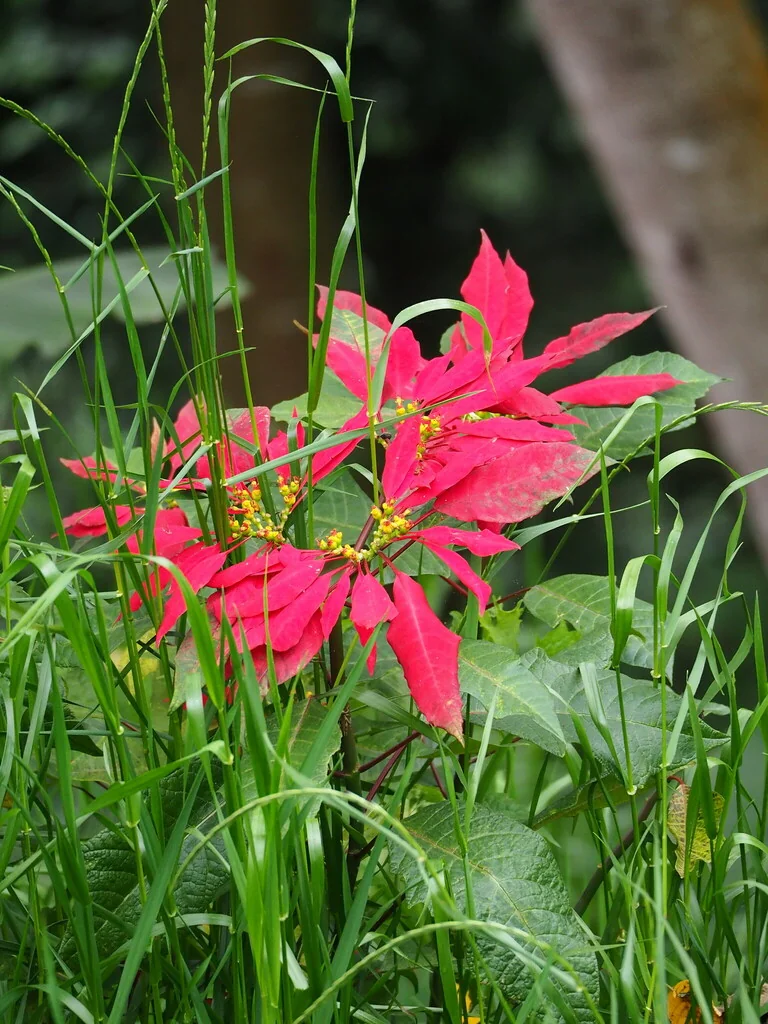 Euphorbia Pulcherrima