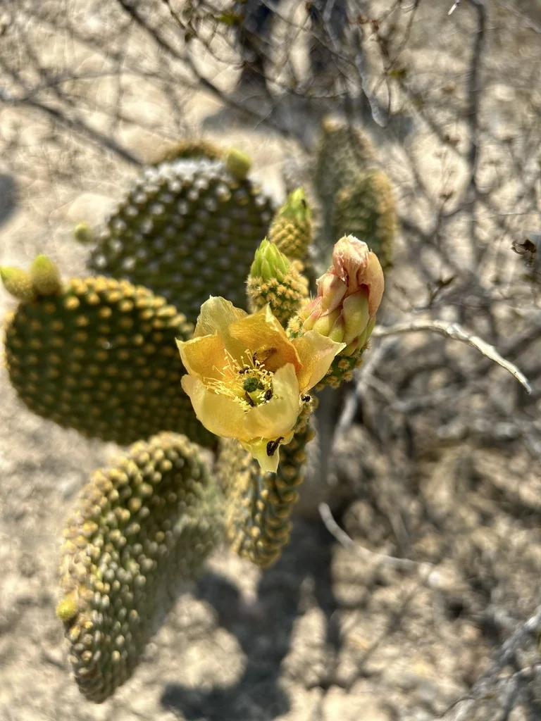 Opuntia Microdasys