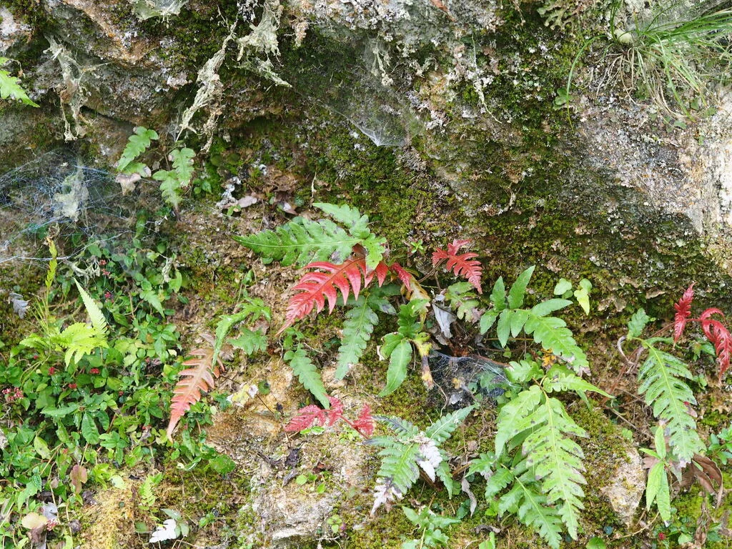 Woodwardia Unigemmata