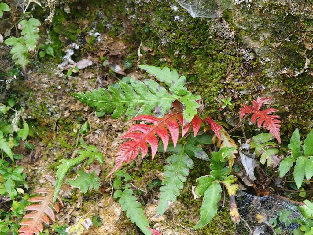Woodwardia Unigemmata