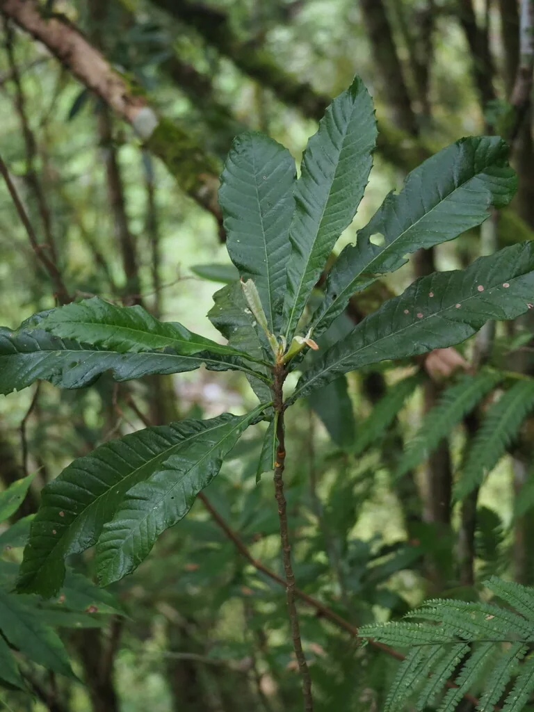 Eriobotrya Deflexa