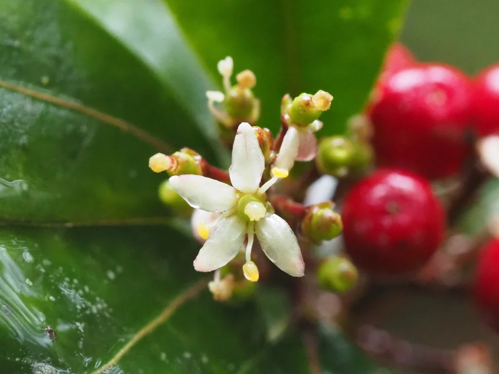 Skimmia Japonica