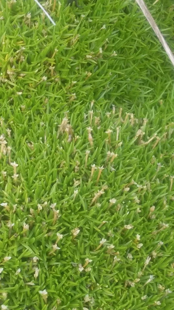 Scleranthus Biflorus