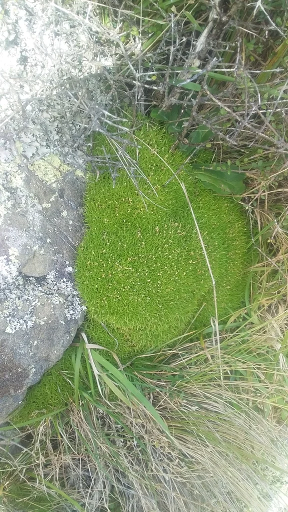 Scleranthus Biflorus