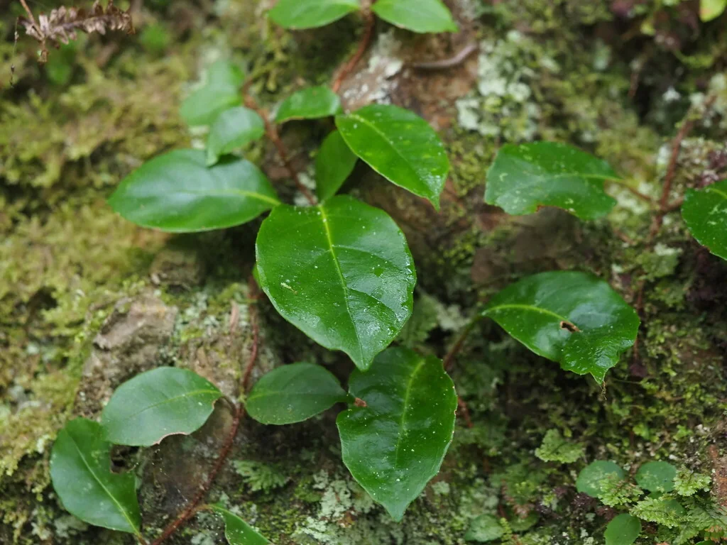 Hydrangea Integrifolia