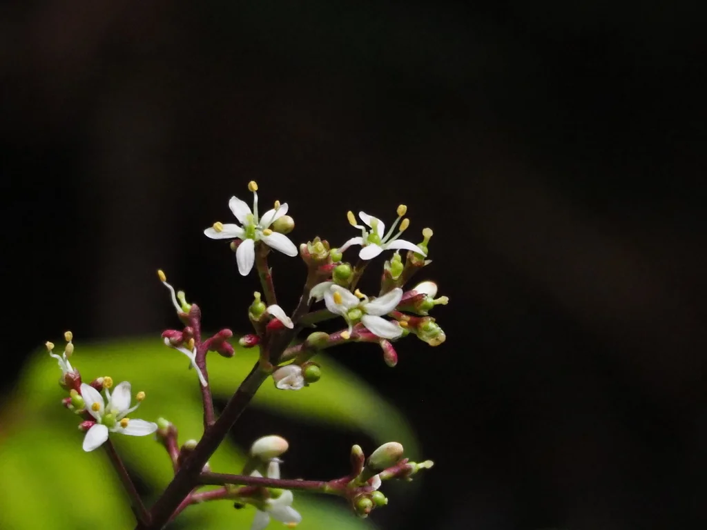 Skimmia Japonica