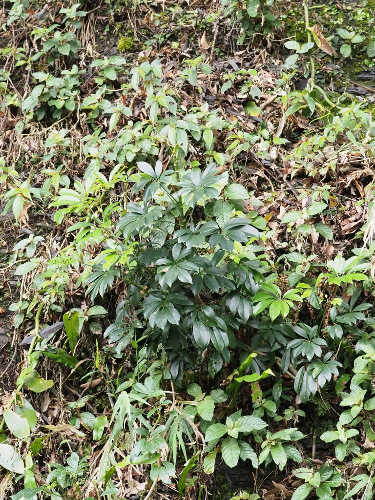 Schefflera Arboricola