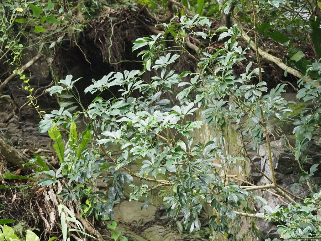 Schefflera Arboricola