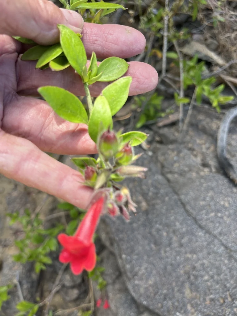 Gambelia Speciosa