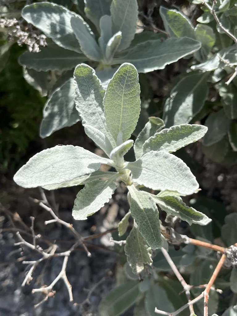 Eriogonum Giganteum