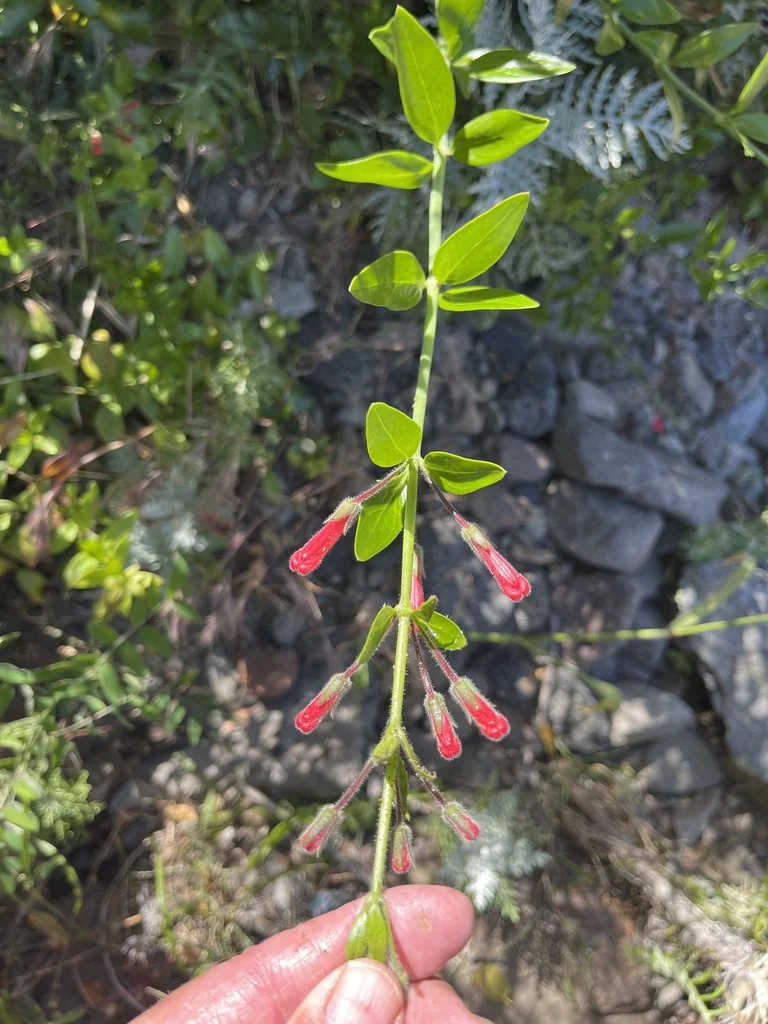 Gambelia Speciosa