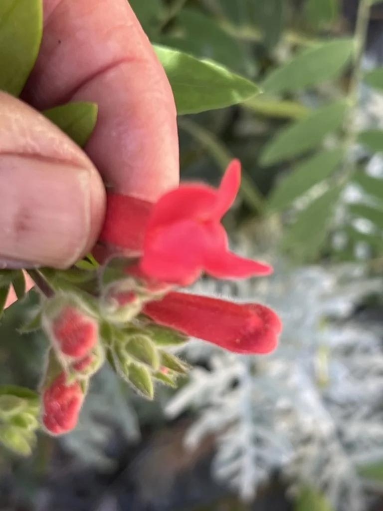 Gambelia Speciosa