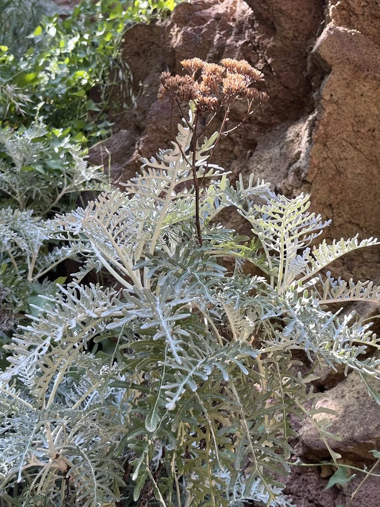Constancea Nevinii