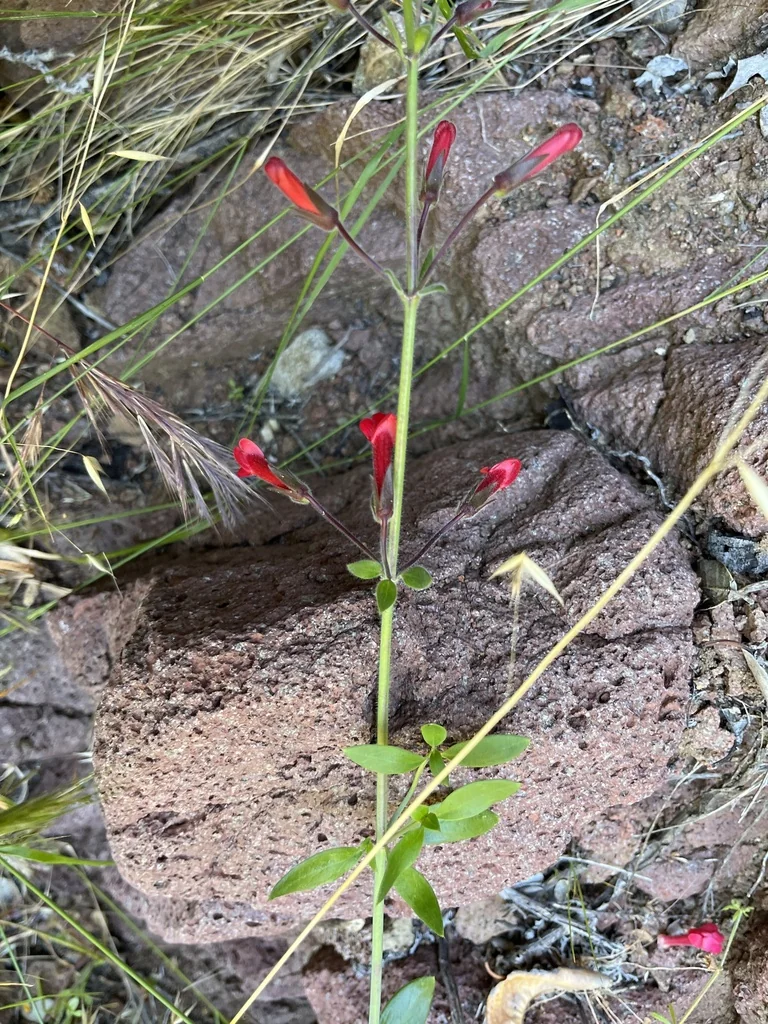 Gambelia Speciosa